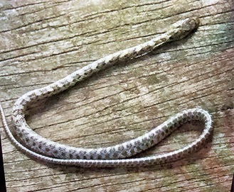 野川で発見されたヘビ。子どもたちが撮影した。