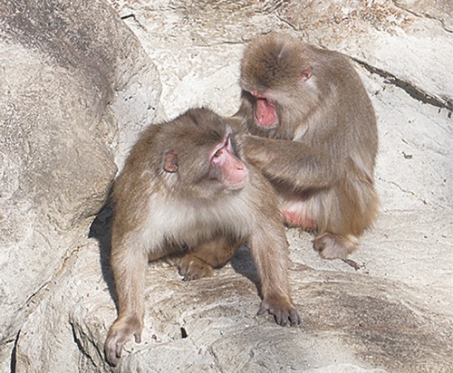 動物園のニホンザル（参考）