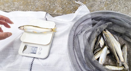 この日釣り上げられた良型のアユ