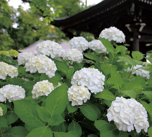 色づきだした境内のアジサイ＝6月２日撮影