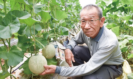 出荷間近のメロンと井上さん