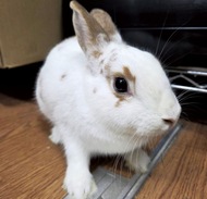 トリミング･爪切りが人気