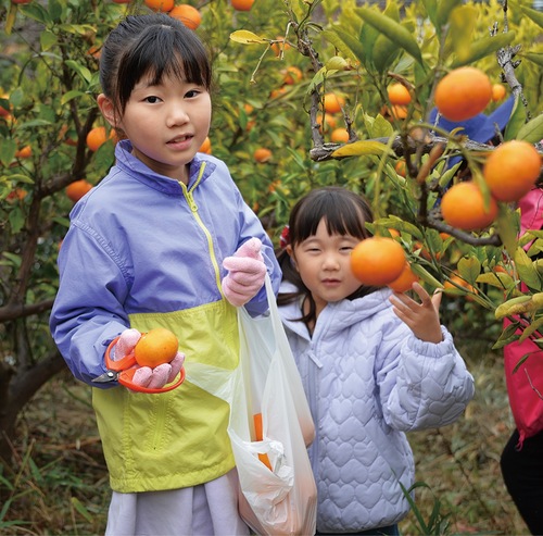 ミカンを収穫する子ども