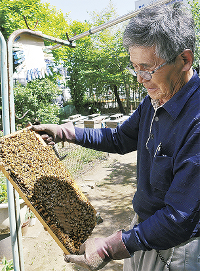 高津区の蜂蜜収穫ピークに