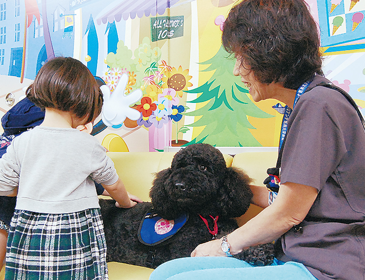 聖マリ医大病院 患者に勇気 ミカ 引退 初代勤務犬 12月に交代 宮前区 タウンニュース