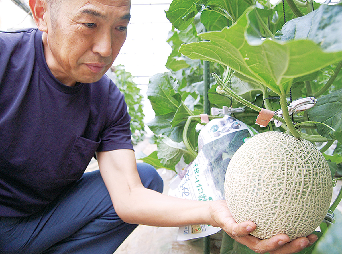 幻の宮前メロン、増産へ