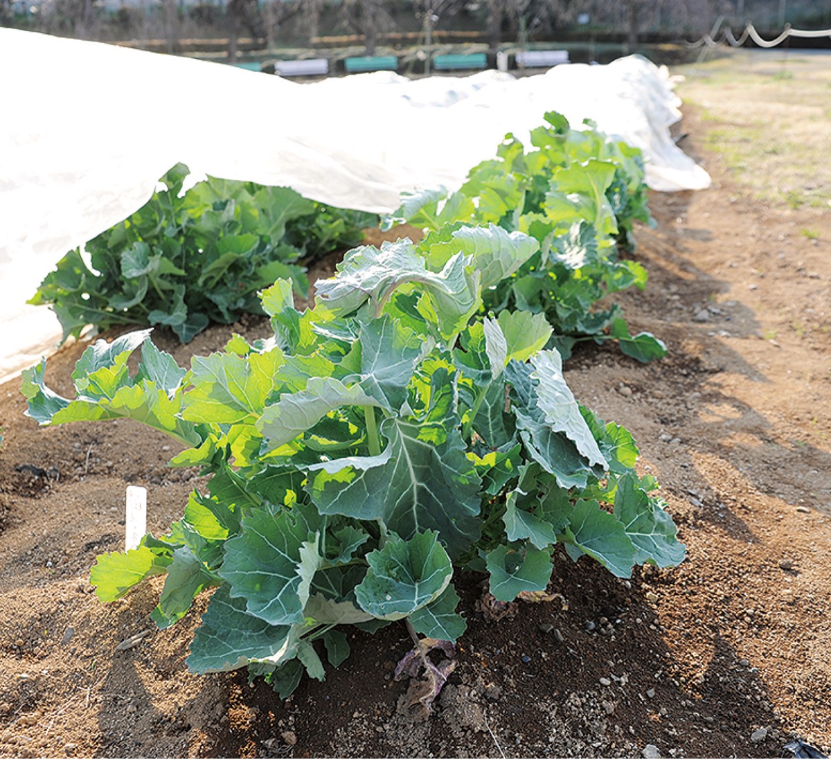 新品種「川崎市農技１号」