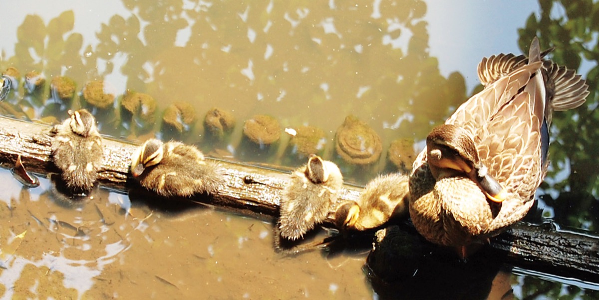 嗚呼、愛しのカルガモ親子