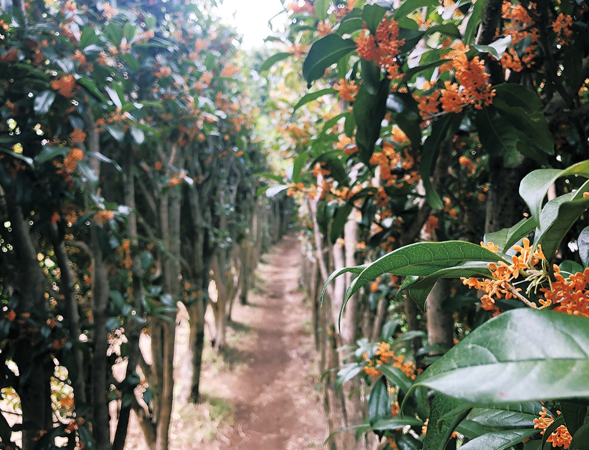 金木犀 61estGLV2FL._AC_UF1000,