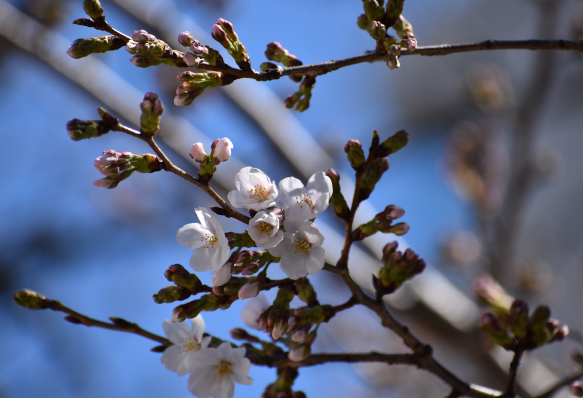 春が来た 桜開花