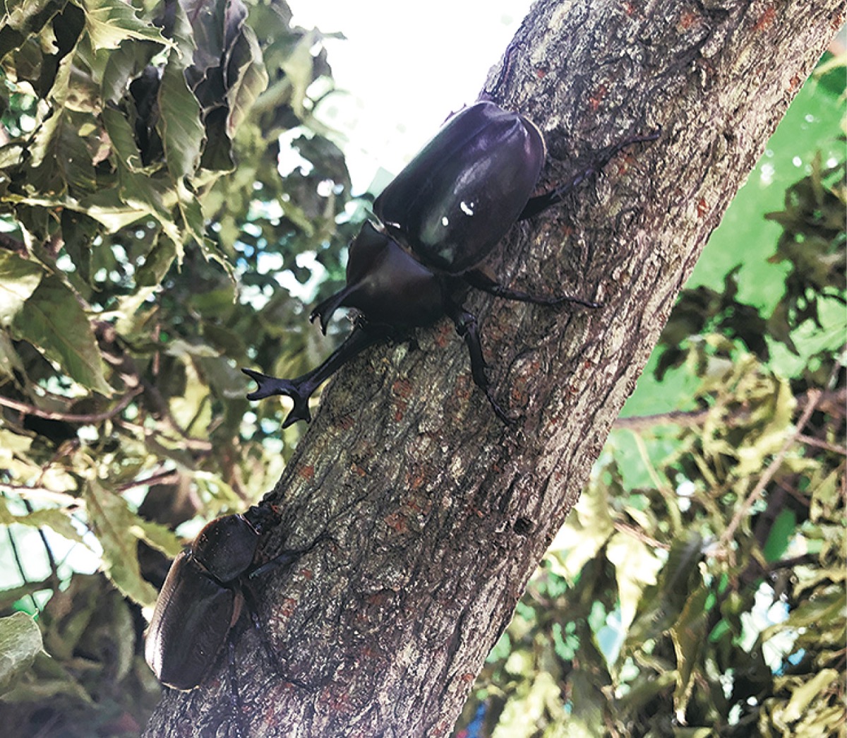 ｇｏ ｇｏ フロンターレ 宮前区 タウンニュース