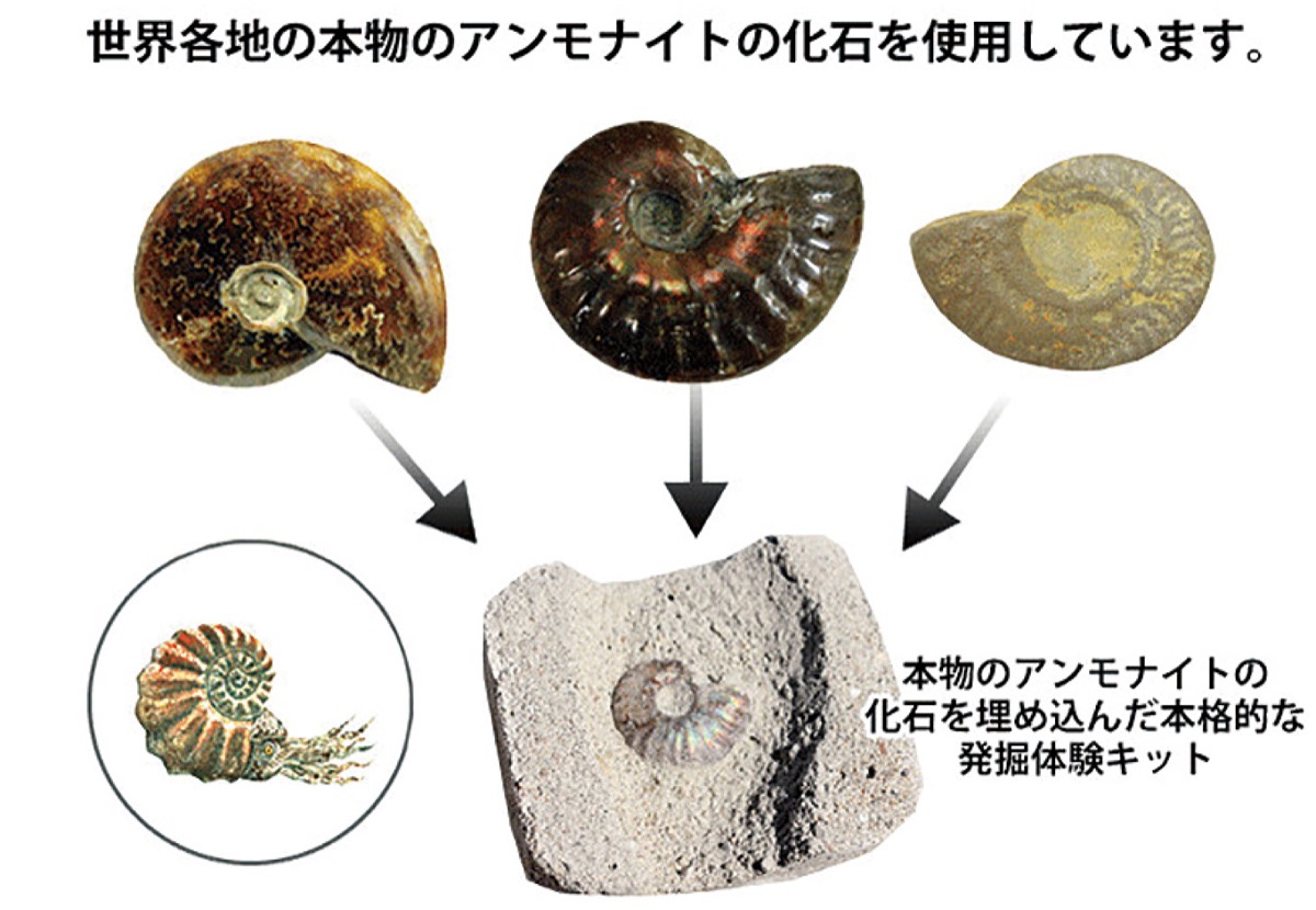 「化石発掘体験」も楽しめる