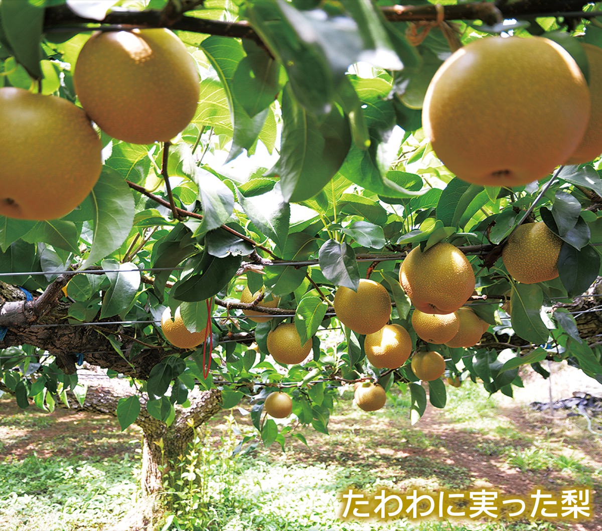 大きく甘いモッチーのいちじくと梨今が旬 数量限定で直売 | 宮前区