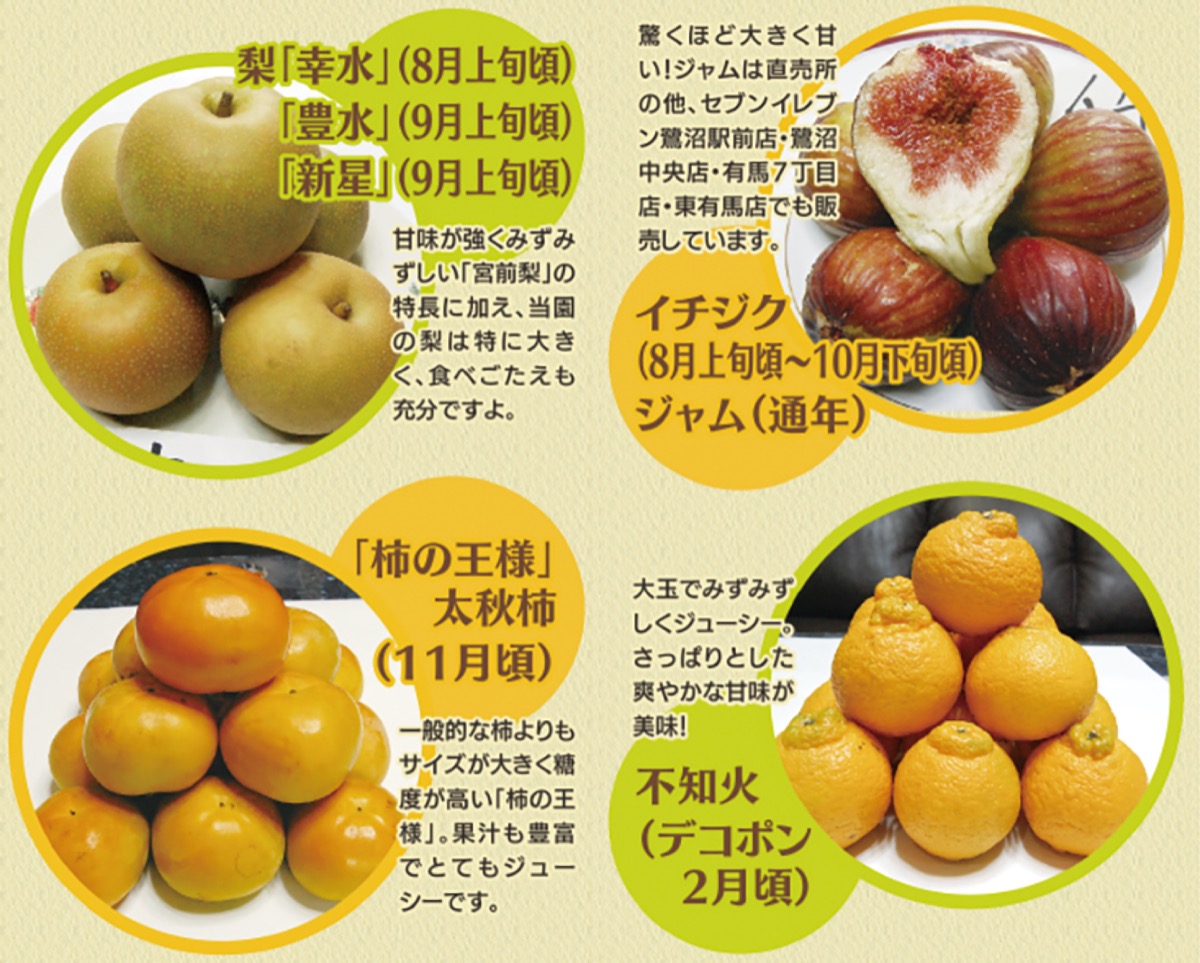 大きく甘いモッチーのいちじくと梨今が旬 数量限定で直売 | 宮前区