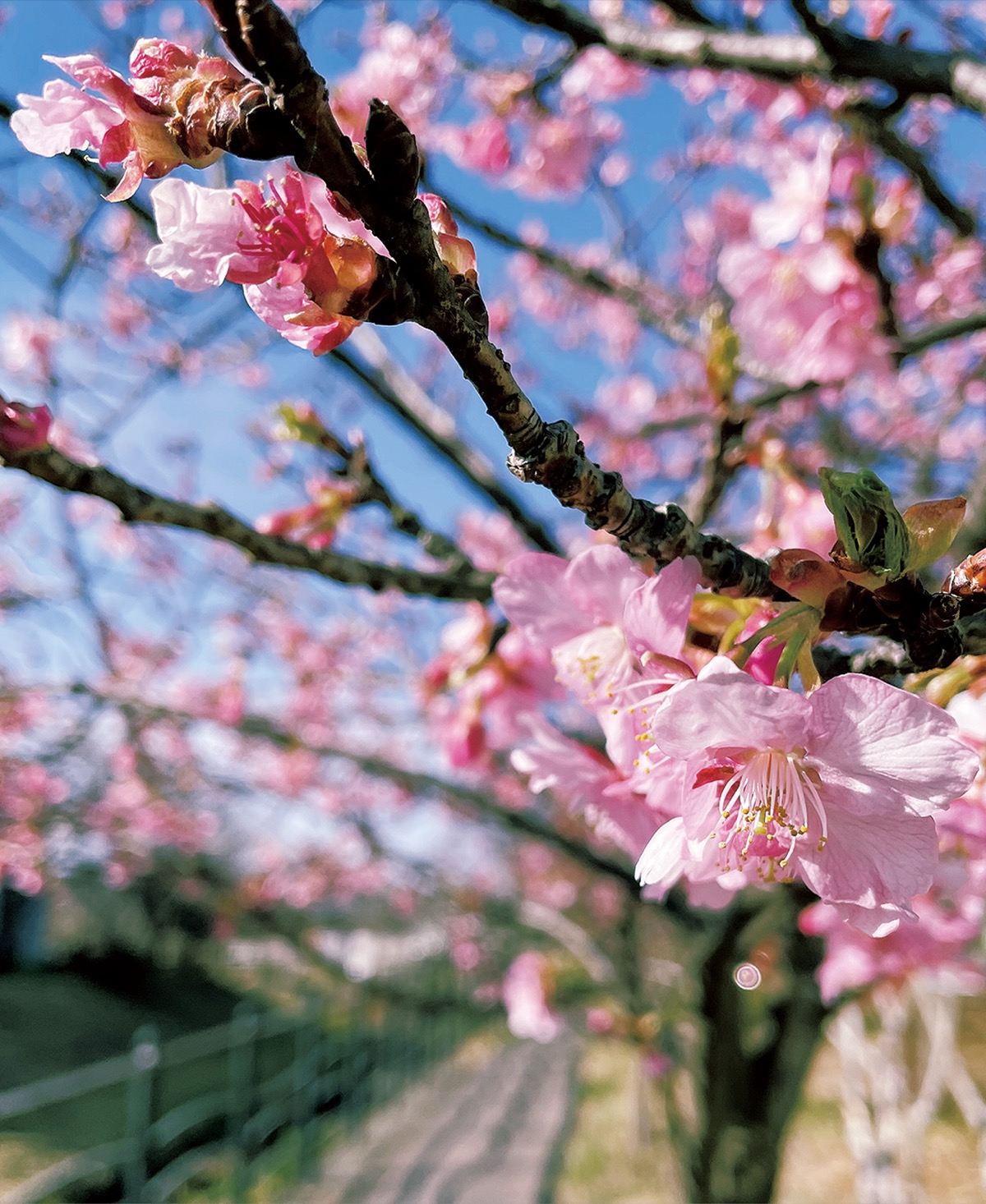 春のほころび だんだんと 平瀬川沿いで河津桜開花 宮前区 タウンニュース