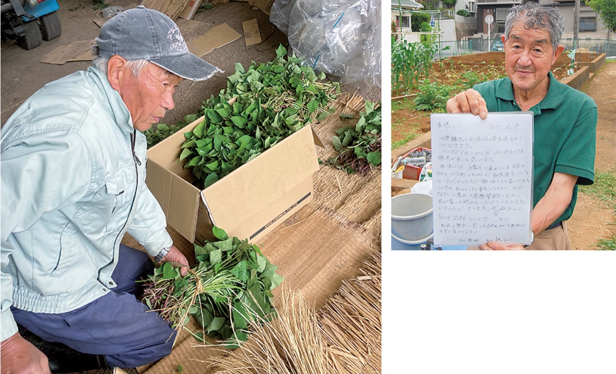 ベニはるか芋苗500本 鹿児島産紅はるか(べにはるか)の通販 - ベリー