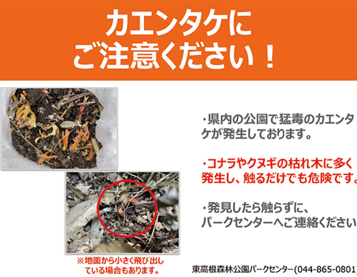 キノコ根付　Ｍ669 東高根森林公園 ｢猛毒キノコに気を付けて｣ 県内増加 チラシで警鐘