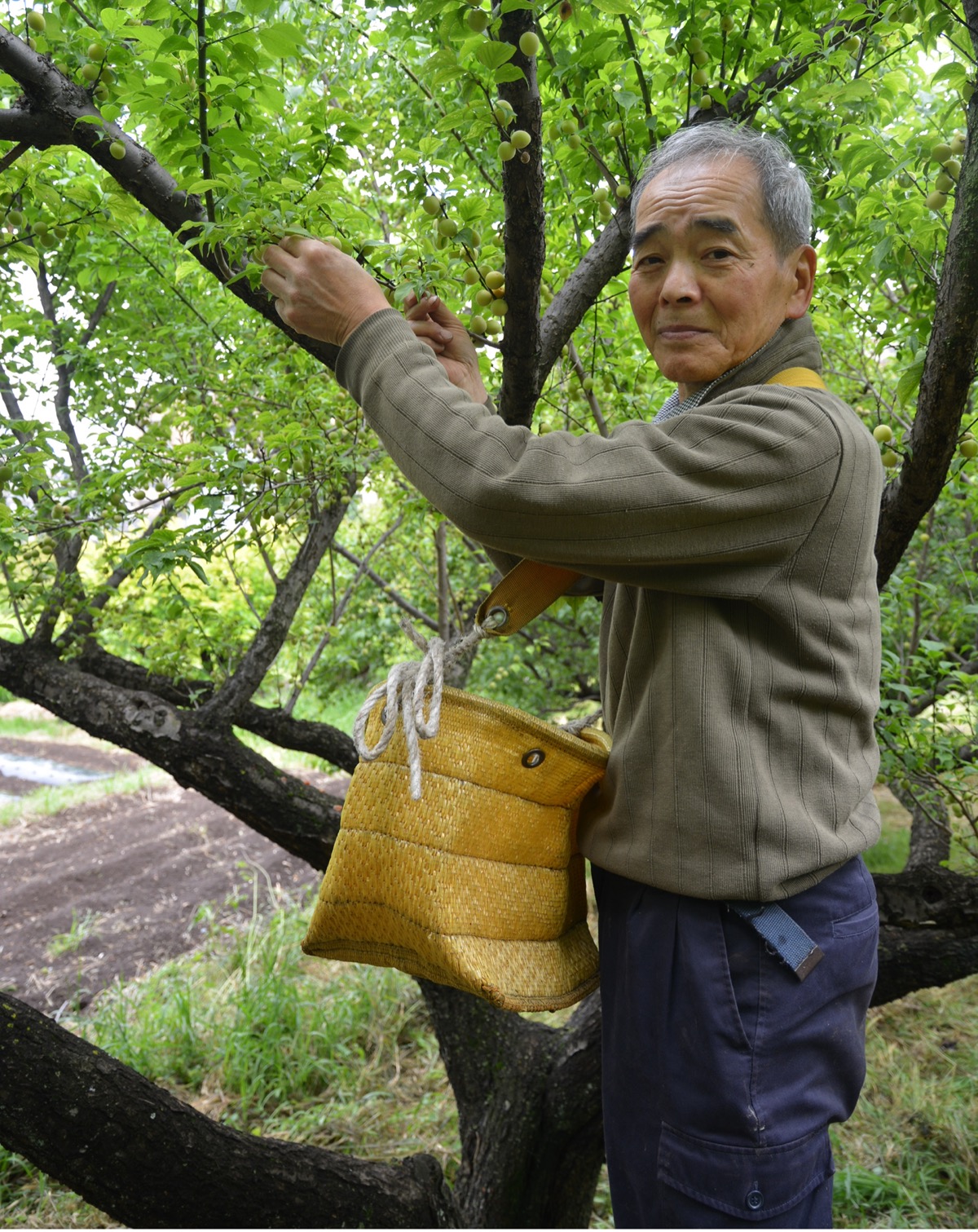 【Web限定記事】 小梅の収穫、例年より早く | 宮前区 | タウンニュース