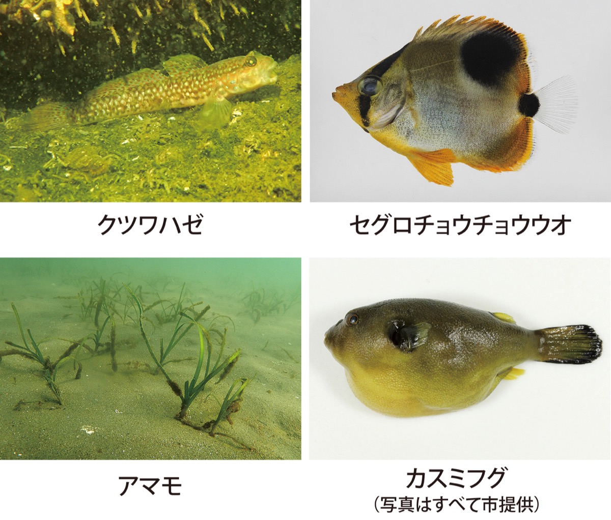 型染めのタベストリー「渓流」  掛け軸　黒魚 川崎港で南方魚見つかる 黒潮大蛇行の影響 | 宮前区 | タウンニュース