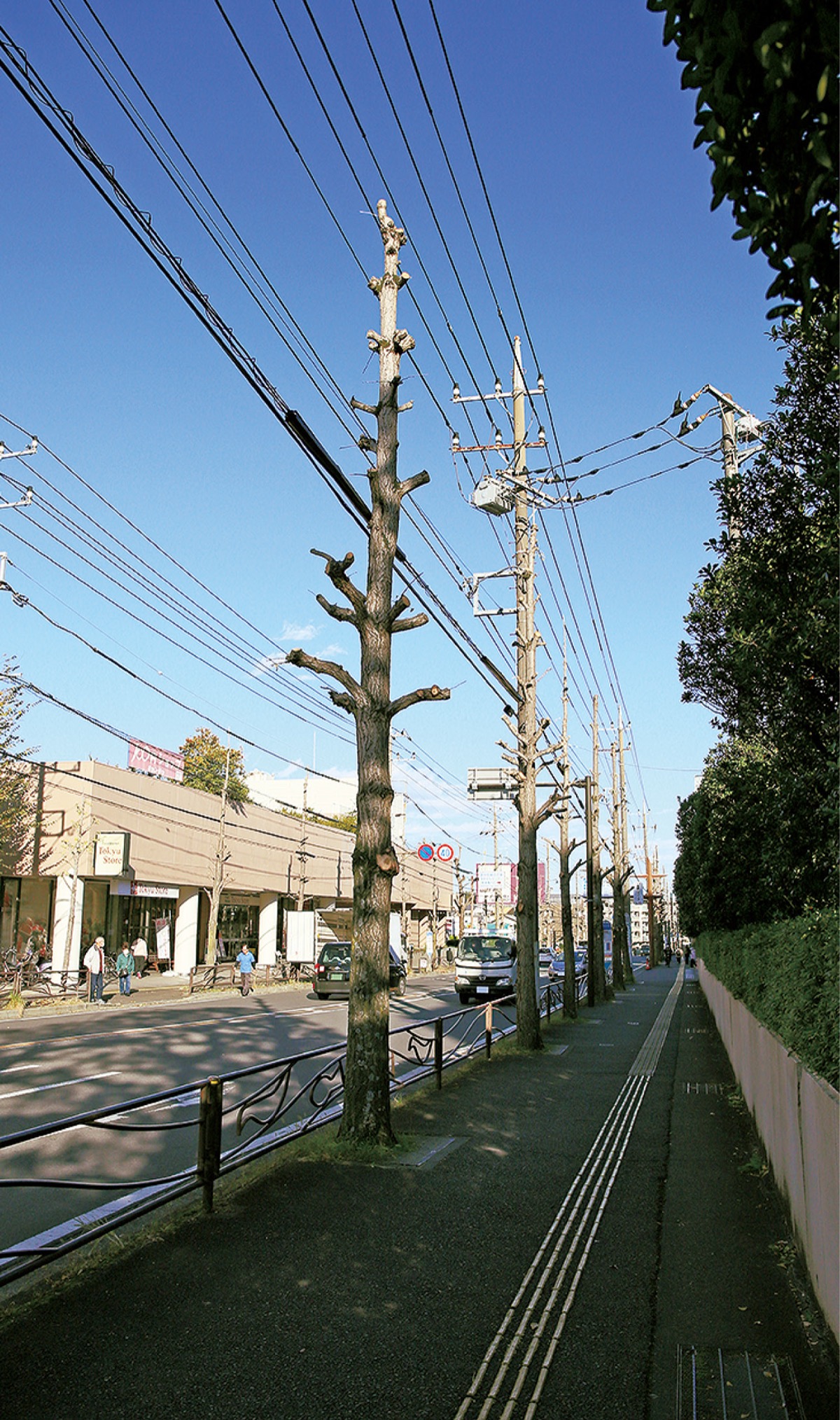 区役所前のイチョウに変化？