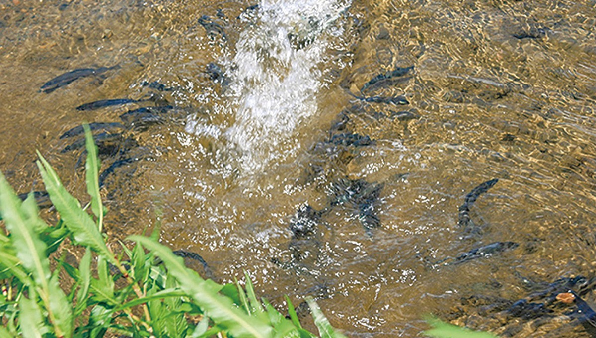 放流されたアユの稚魚