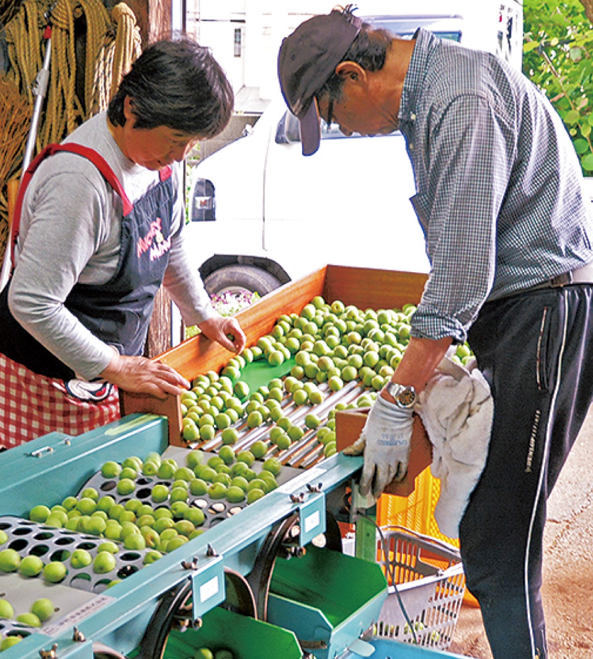 選果機で大きさごとに選別