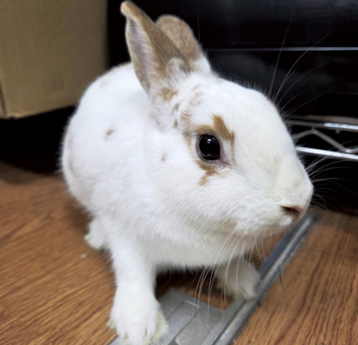 トリミング･爪切りが人気