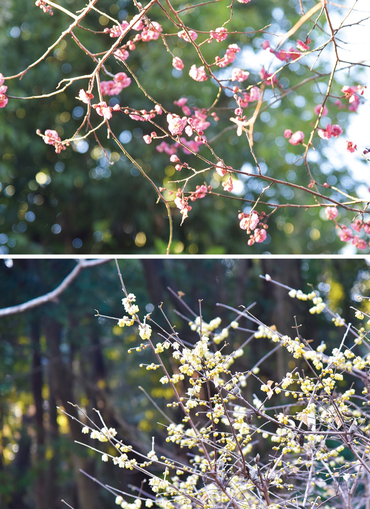 紅梅とロウバイ咲き始め