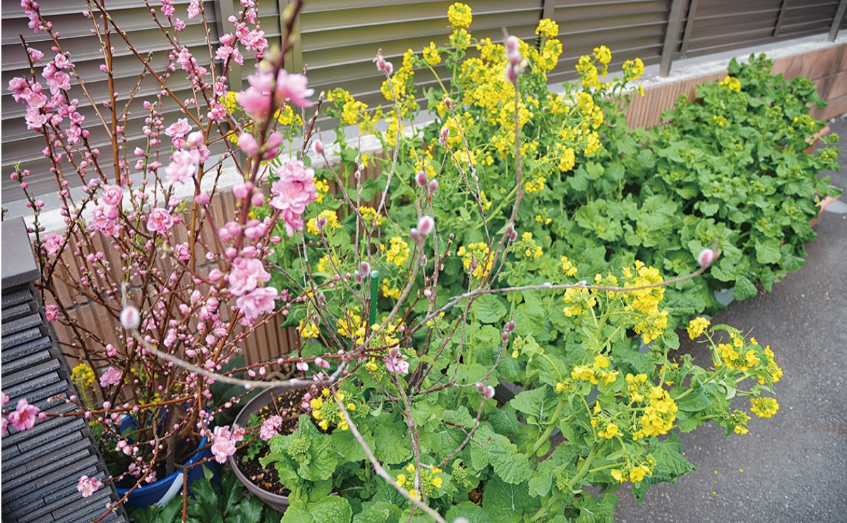 ホーム入口で開花した菜の花とネコヤナギ、花桃