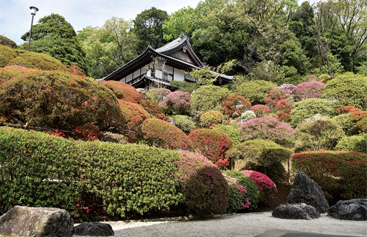 斜面に沿ってツツジが咲き誇る