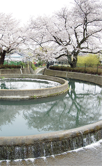 桜の季節の久地円筒分水