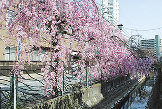 川沿いに立ち止まった女性が笑顔で桜を見上げていた。「ここでは一斉に咲かず（所々で）少しずつ咲くのよね」