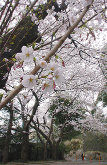 久本公園の桜。ひっそりとした坂道を彩るように花が開いている（6日、午後３時頃撮影）