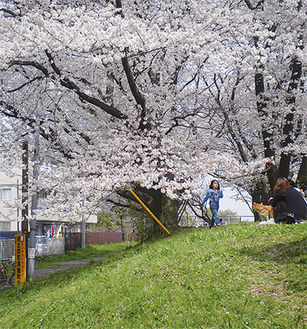 春には見事な桜を咲かせる「かすみ堤」
