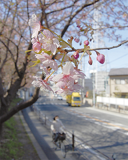 千年の河津桜（３月11日、午後１時40分ごろ撮影）