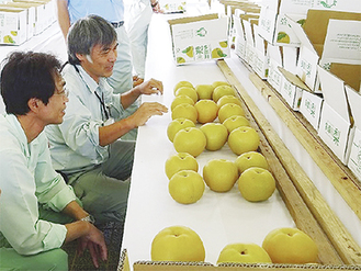 梨を品定めする審査員ら