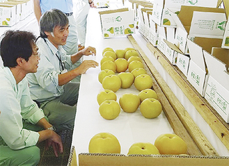 梨を品定めする審査員ら