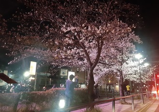 ライトアップされた桜にスマホを向ける人＝3月24日、同所