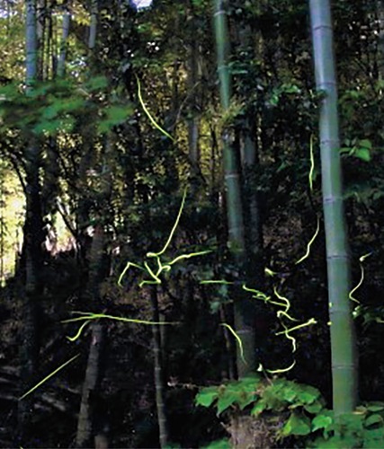 幻想的なイベント（写真は主催者提供）