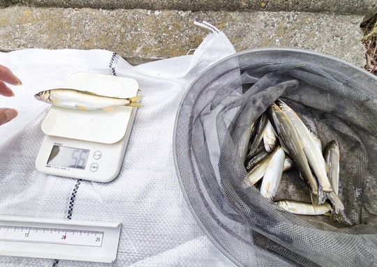 この日釣り上げられた良型のアユ