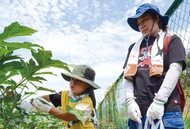 夏野菜の収穫を体験