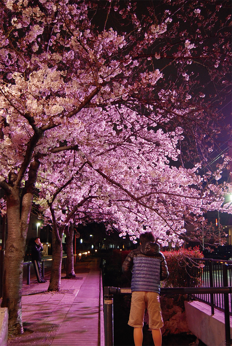 ライトアップスポットも 高津区内、桜に沸く 各所で見ごろピークに