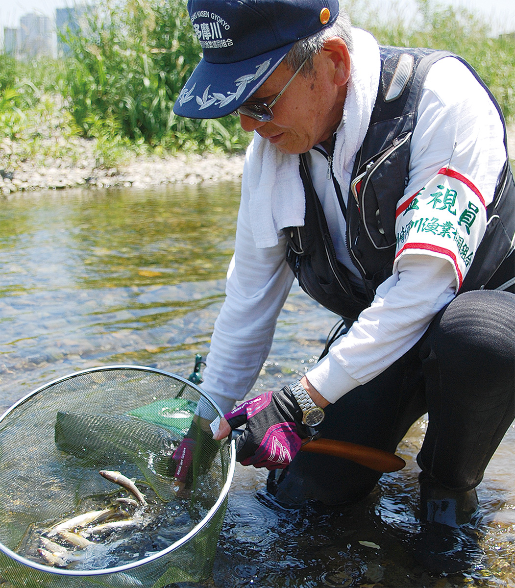 多摩川アユ釣り 恵みの雨で状況ガラリ 地元漁協も安堵 明日解禁 高津区 タウンニュース