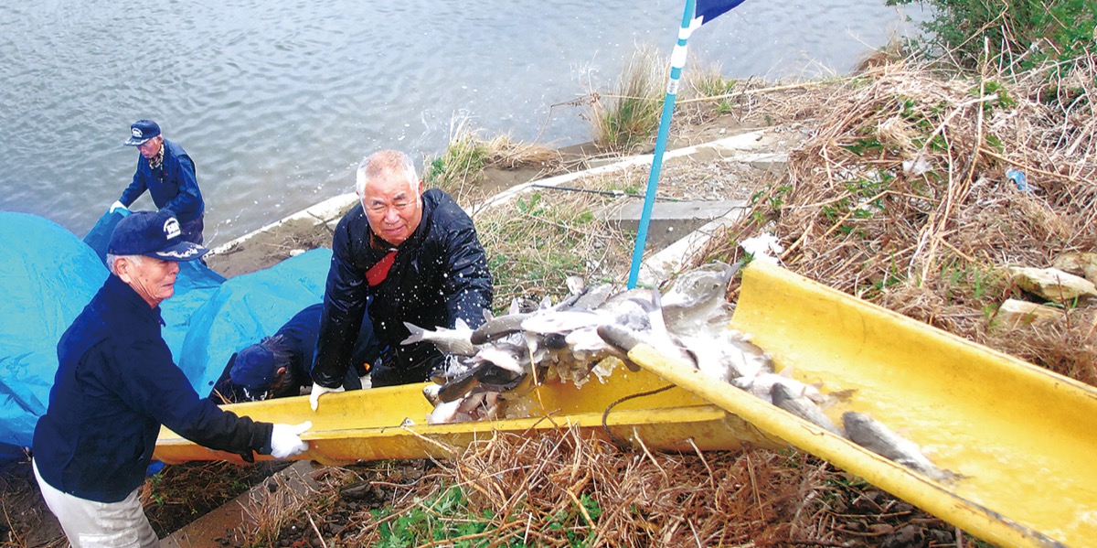 多摩川にヘラブナ放流