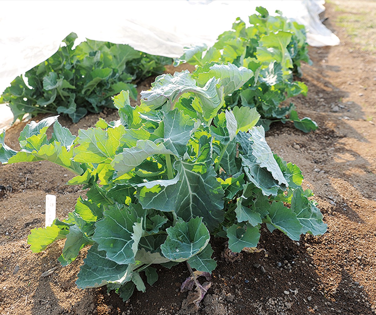 新品種「川崎市農技1号」