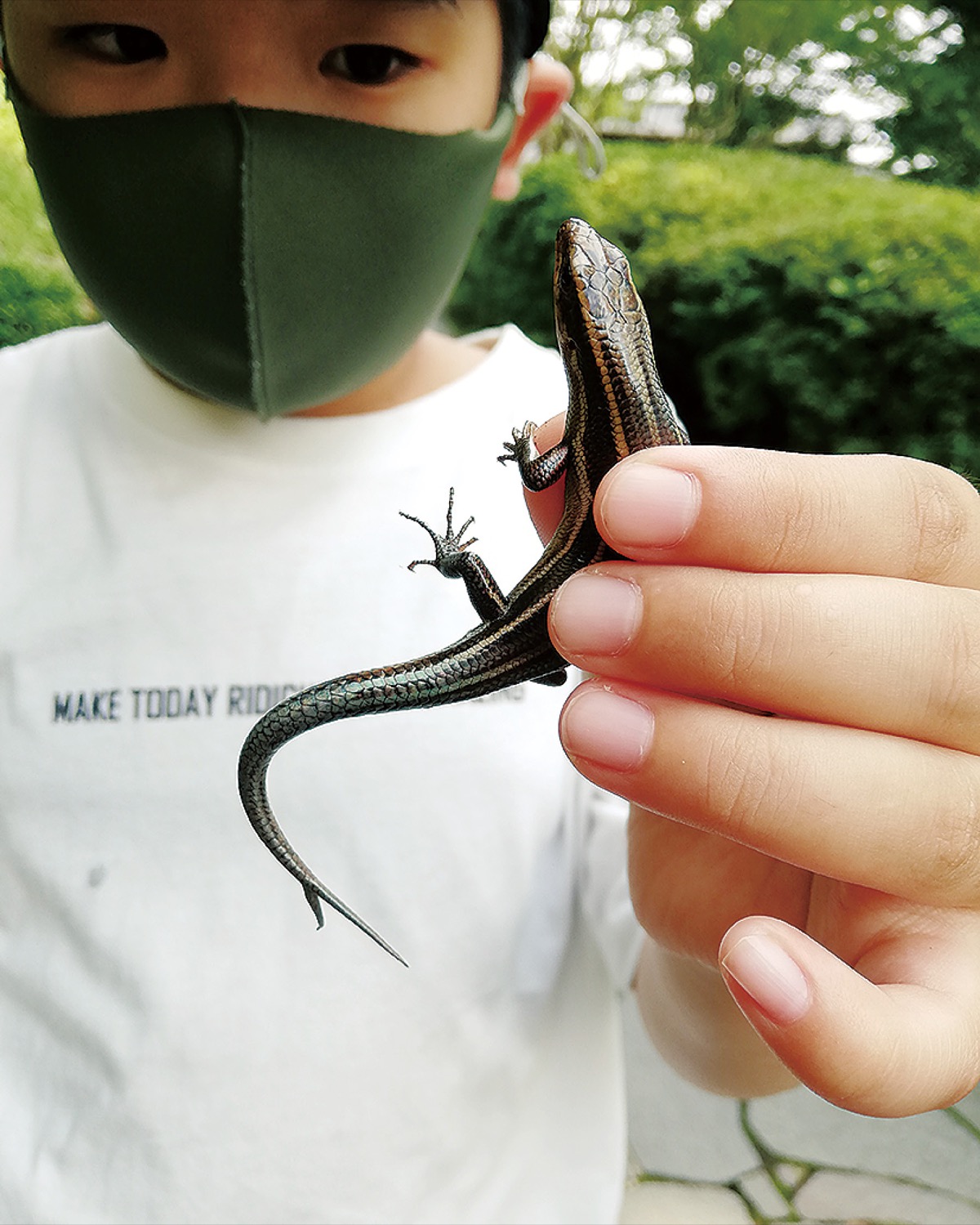 発見 二股尻尾のトカゲ 区内の小学生 本紙に投稿 高津区 タウンニュース