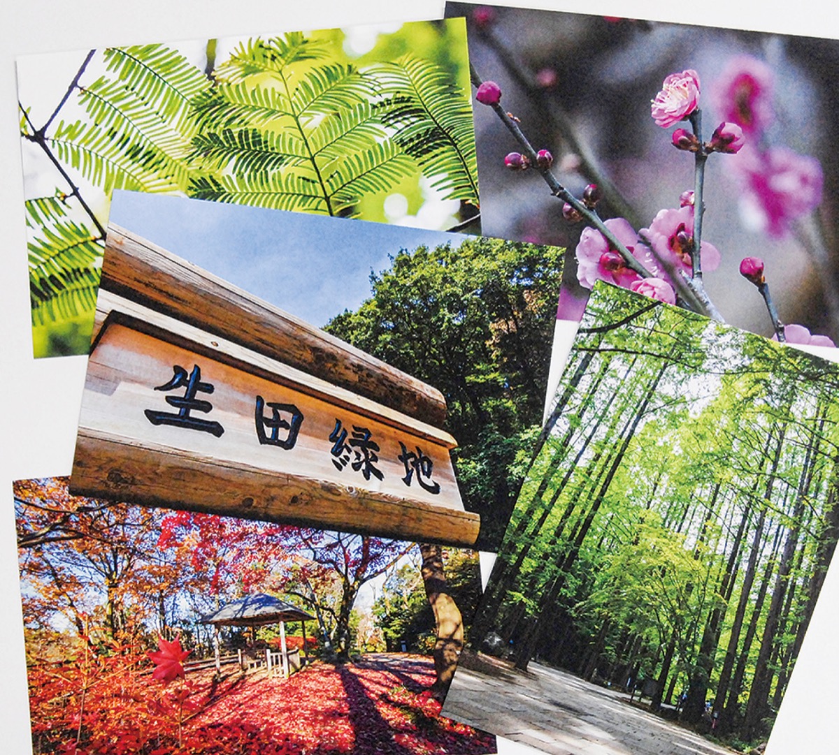 四季の彩り 18枚に 生田緑地 ポストカード 高津区 タウンニュース