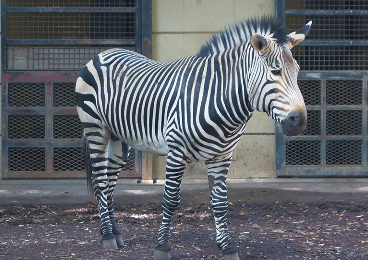 同動物園のハートマンヤマシマウマのアース