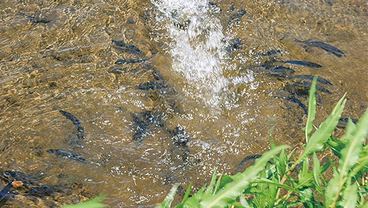 放流されたアユの稚魚
