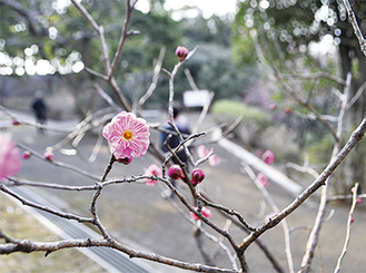 早咲きの梅がちらほら咲き始めた（２月11日撮影）